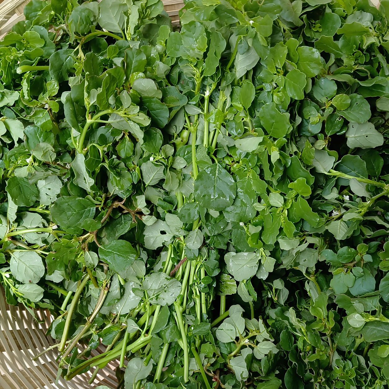 Organic Vegetables Vijayawada